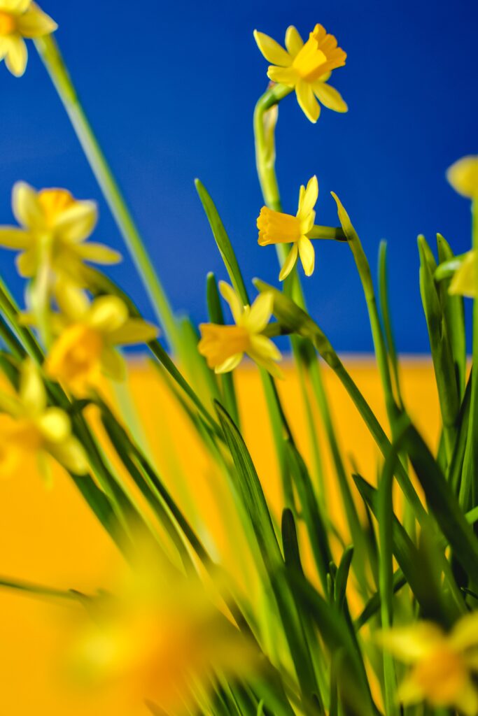 Yellow Flowers